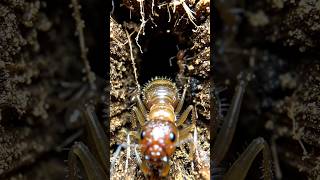 Termite POV | Inside a Real Underground Termite Colony With a Tiny Camera #ai #usa