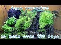 Making of Aquaterrarium to make over 120 days【滝と植物のネイチャーアクアリウム】