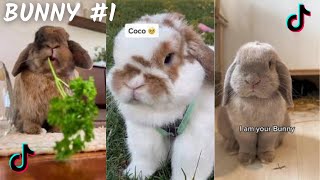 The Cutest Bunny / TikTok Compilation 2023  4K