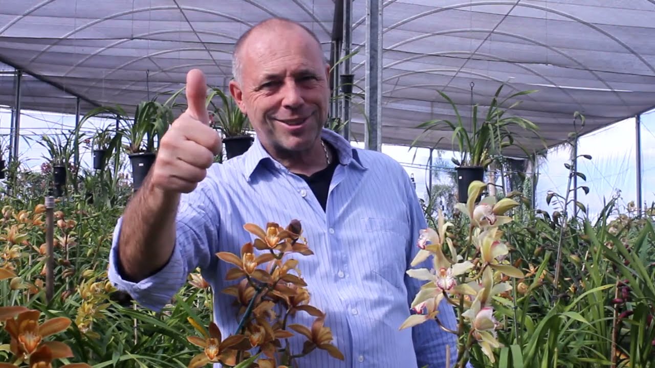 Conheça os Cymbidiuns Híbridos da RF Orquídeas!!