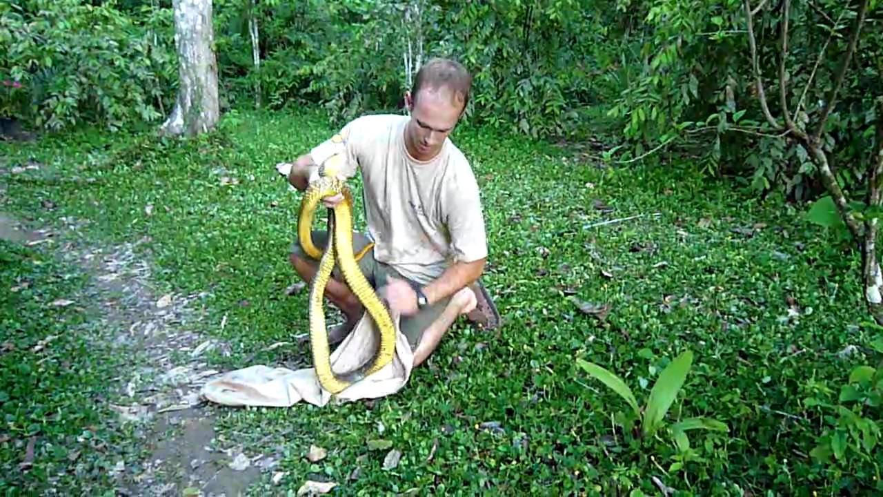 strike force heroes SWT- Bagging a HUGE snake in the Amazon! (pt 2)