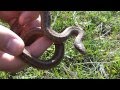 Smooth snake bite attempt (Coronella austriaca) Sarpele de alun