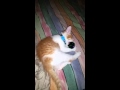 Baby Sherbert kitten playing with his favourite to