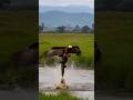 Úp Được Con Chim Đại Bàng Khổng Lồ Sà Xuống Bắ.t Trẻ Co.n #shortvideo #funny