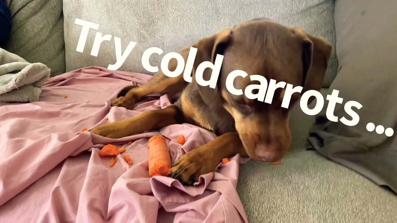 Dog eating carrots. How to stop puppy chewing everythingshorts YouTube