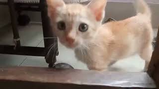 Are My Kittens Playing or Fighting? Cats playing with each other | Kittens playing together