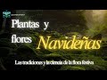 Plantas y flores navideñas🌺:la tradición y la ciencia