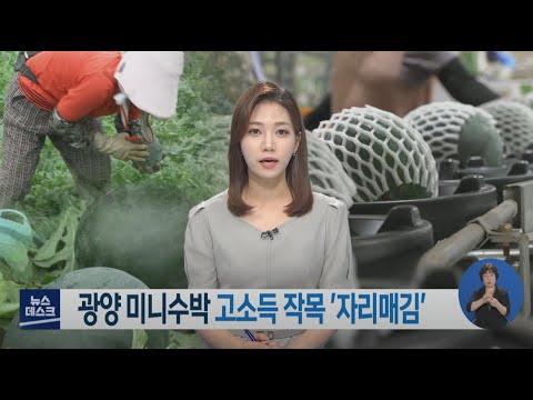 광양 <strong>미니수박</strong> 고소득 작목 &amp;#39;자리매김&amp;#39; -R 광양 블랙수박, 복수박, 깍아먹는 수박 (210701목/뉴스데스크)