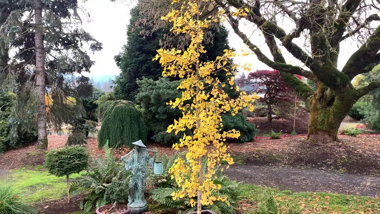 Ginkgo biloba 'Jade Butterfly' Maidenhair Tree November 12, 2020 YouTube