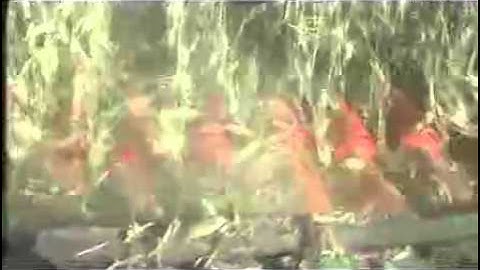 Work Video of Tianren Corn Header on Deere 9660 Harvester