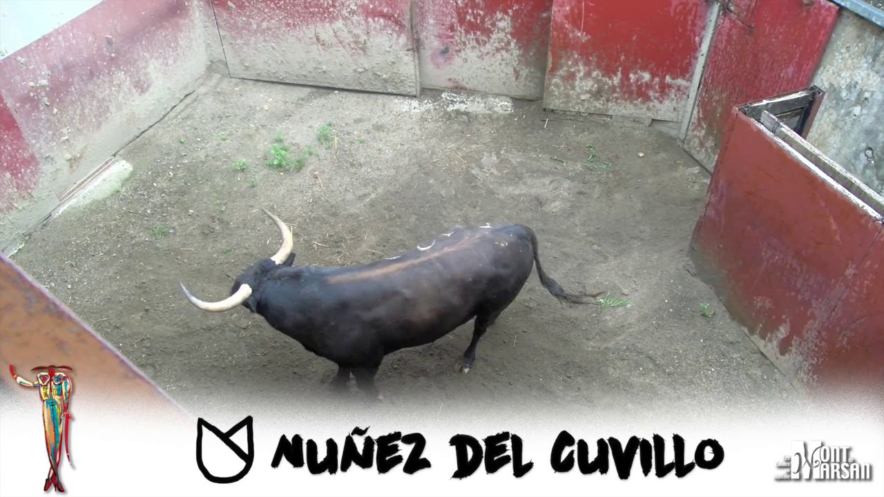 Débarquement des Nuñez del Cuvillo - Madeleine 2019 - Mont de Marsan