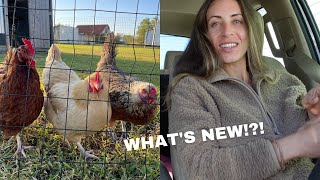 The Chickens I&#39;ve Always Wanted &amp; What&#39;s New?! | VLOG