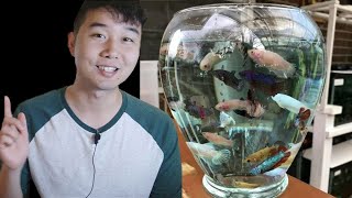 Can Female Bettas Live In A Bowl Together? | Fish Tank Review 36