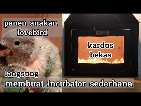 Video: Cara Membesarkan Bebek Muscovy