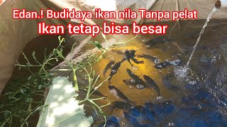 Crazy! Without pellets? Tilapia cultivation can be large-scale