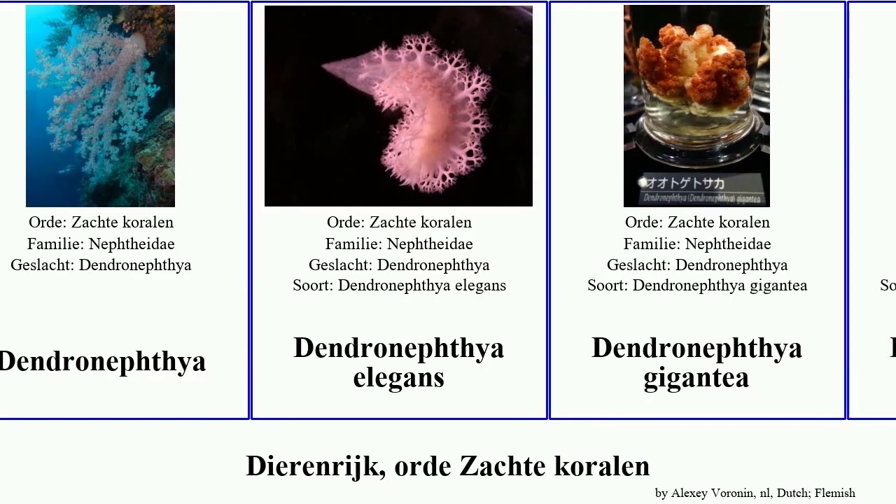 Dierenrijk, orde Zachte koralen dendronephthya animal musica elegans grandis rubra splendens densa