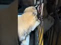 飲み方可愛い #豆柴カフェ #豆柴子犬