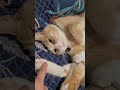 핑크젤리 발바닥 Apple&#39;s pinky paw