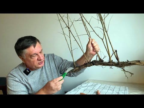 Как бороться с порослью в саду? Не все так просто…