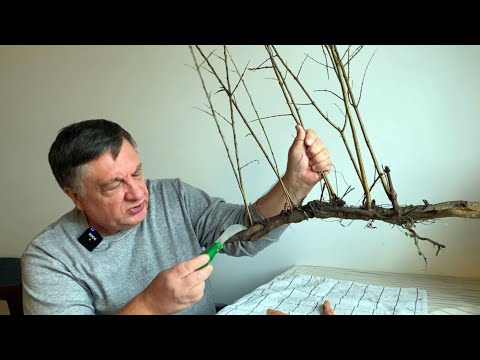 Видео: Насколько глубоко растут дрожащие корни осины?