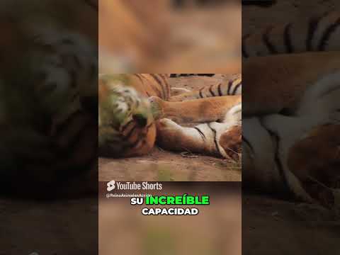 Tigre Siberiano: El