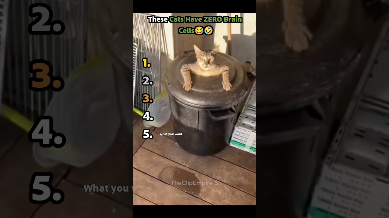 These Cats Have ZERO Brain Cells 🧠 🤣