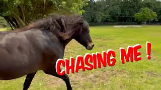 Our Horse Chasing Me Again ?   #horse #icelandichorse