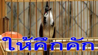 Thailand bird: เสียงนกกรงหัวจุก ร้อง ริก เปิดให้นกฟัง ยั่วให้นกคึกจัด Chao mao hot