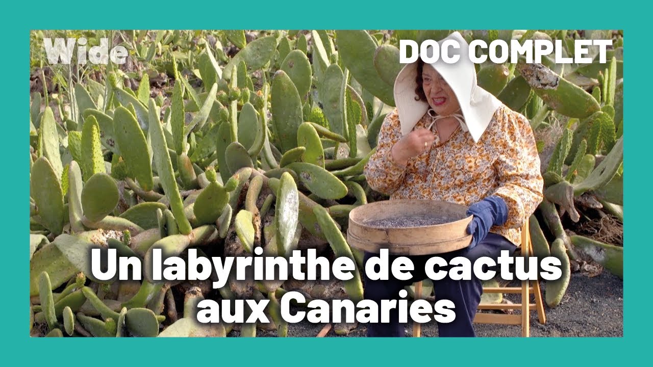 Beauté apocalyptique : un jardin fait de volcans et de cactus I WIDE