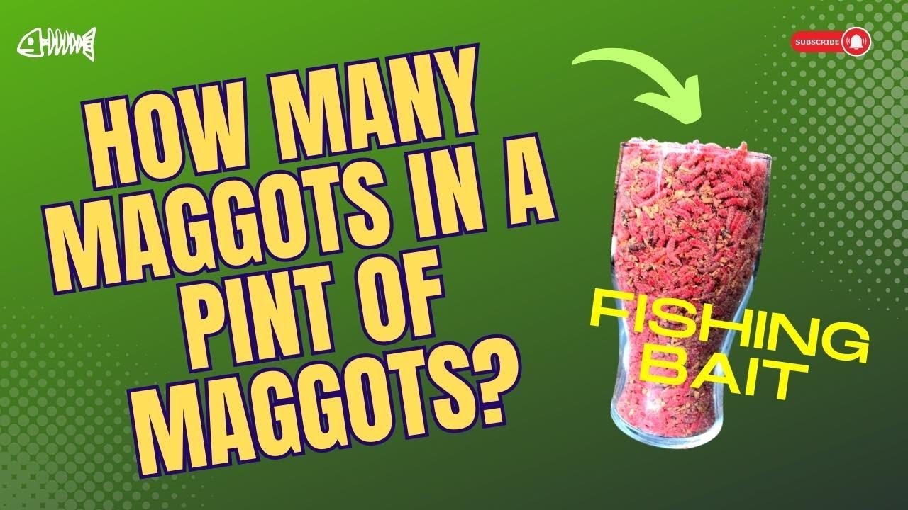 How Many Maggots are there in a PINT of Maggots? FISHING BAIT