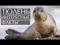 Тюлень - интересные факты