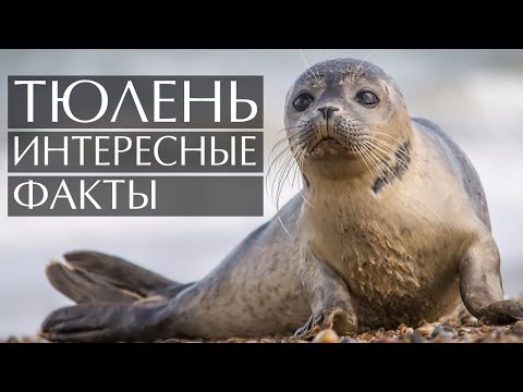 Видео: Сколько весит безухий тюлень?