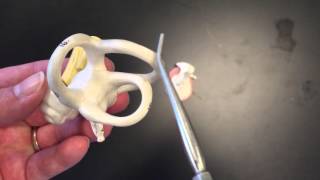Human Ear Anatomy