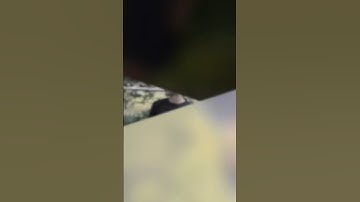 Slow Mo Trendy Video Edit 2025 | CapCut Tutorial YouTube Shorts