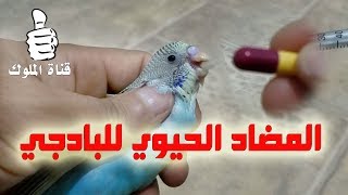 افضل طريقة لتقديم المضاد الحيوي لطيور البادجي