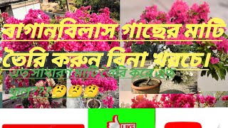 বাগান বিলাস গাছের আদর্শ মাটি তৈরি করুন সহজেই/ How to make bougainvillea soil mixture
