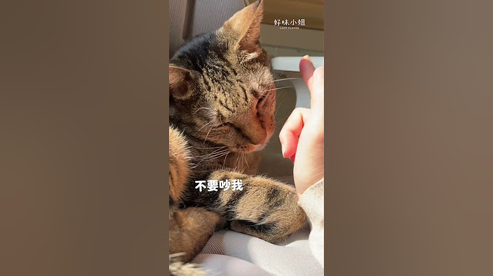 還我椅子啦貓咪！！  #貓咪日常 #cat #貓咪