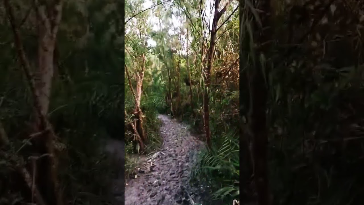 টেংরাগিরি বন্যপ্রাণী অভয়ারণ্যে #বন #forest #forestsounds #wildlife #bangladesh #kuakatatour