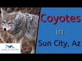 Coyotes in sun city az