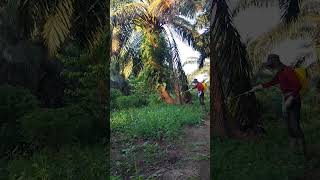 Daily Weed Spraying Routine in Oil Palm 🌴💪