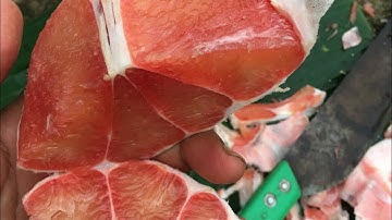 Ruby Thái Lan vườn anhbabuoi