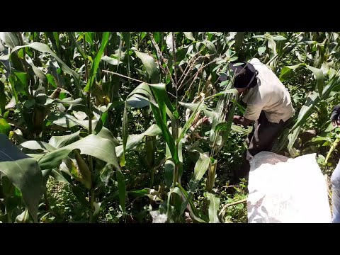 Catching a giant python in a row corn field in Sri Lanka