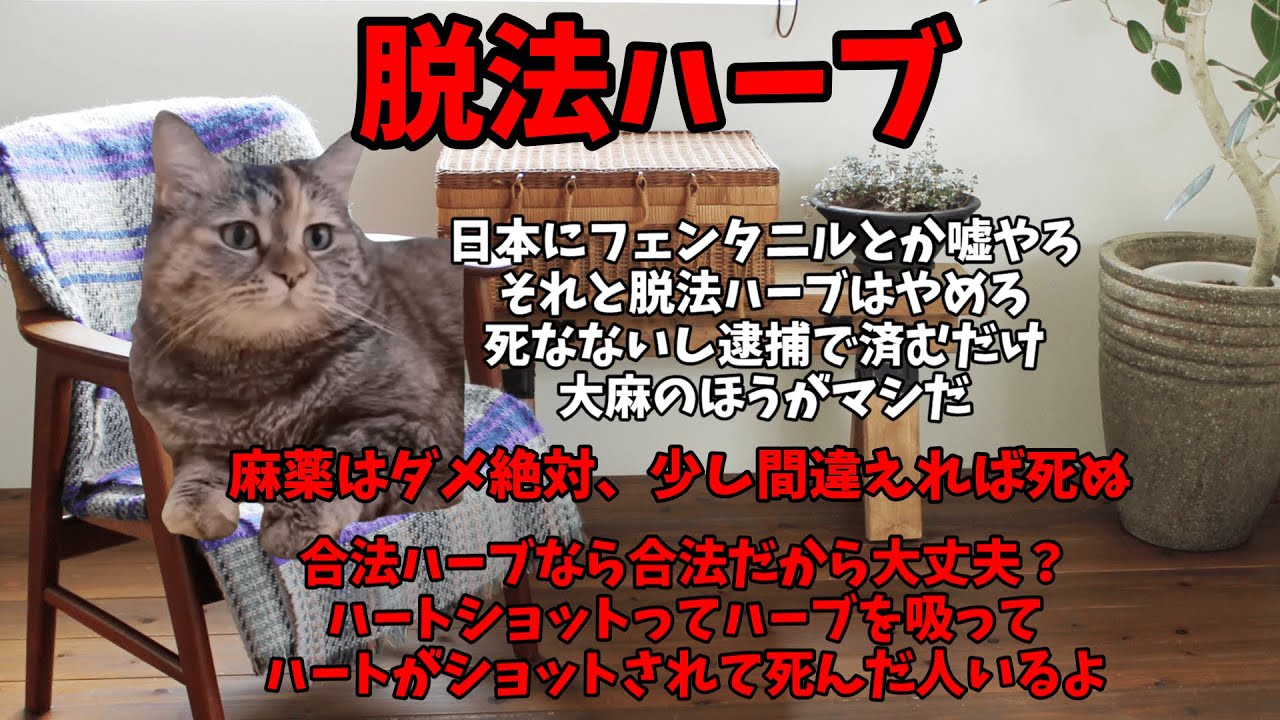 猫ミームでわかる脱法ハーブ、合法だけど死ぬ麻薬