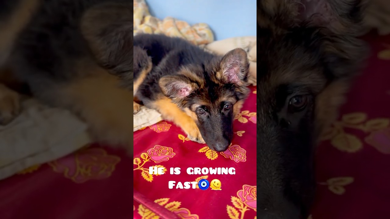 || Leo turns 3 months today🦴💗 —growing fast, still our tiny little boy🤍🐶 ||  gsd puppy 🐕‍🦺 ||