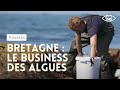 Le business des algues en bretagne  thalassa