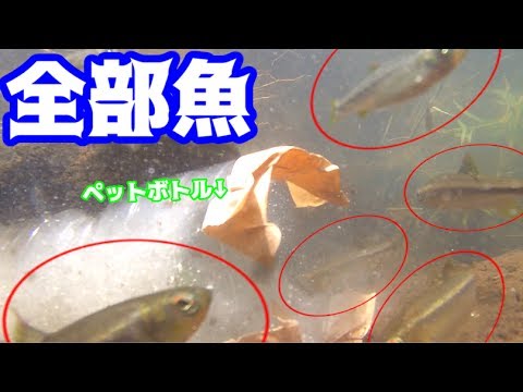 ペットボトルの罠で小魚を捕獲して食う １ Youtube