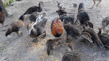 Me nyuam tsuag lau  qaib qus txuam 1 thiab  qaib dib 2019