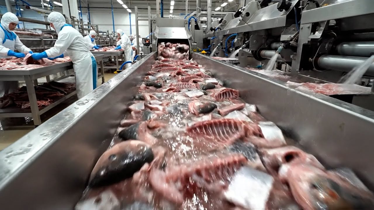 This is how it turns out, the process of producing canned salmon in a modern factory
