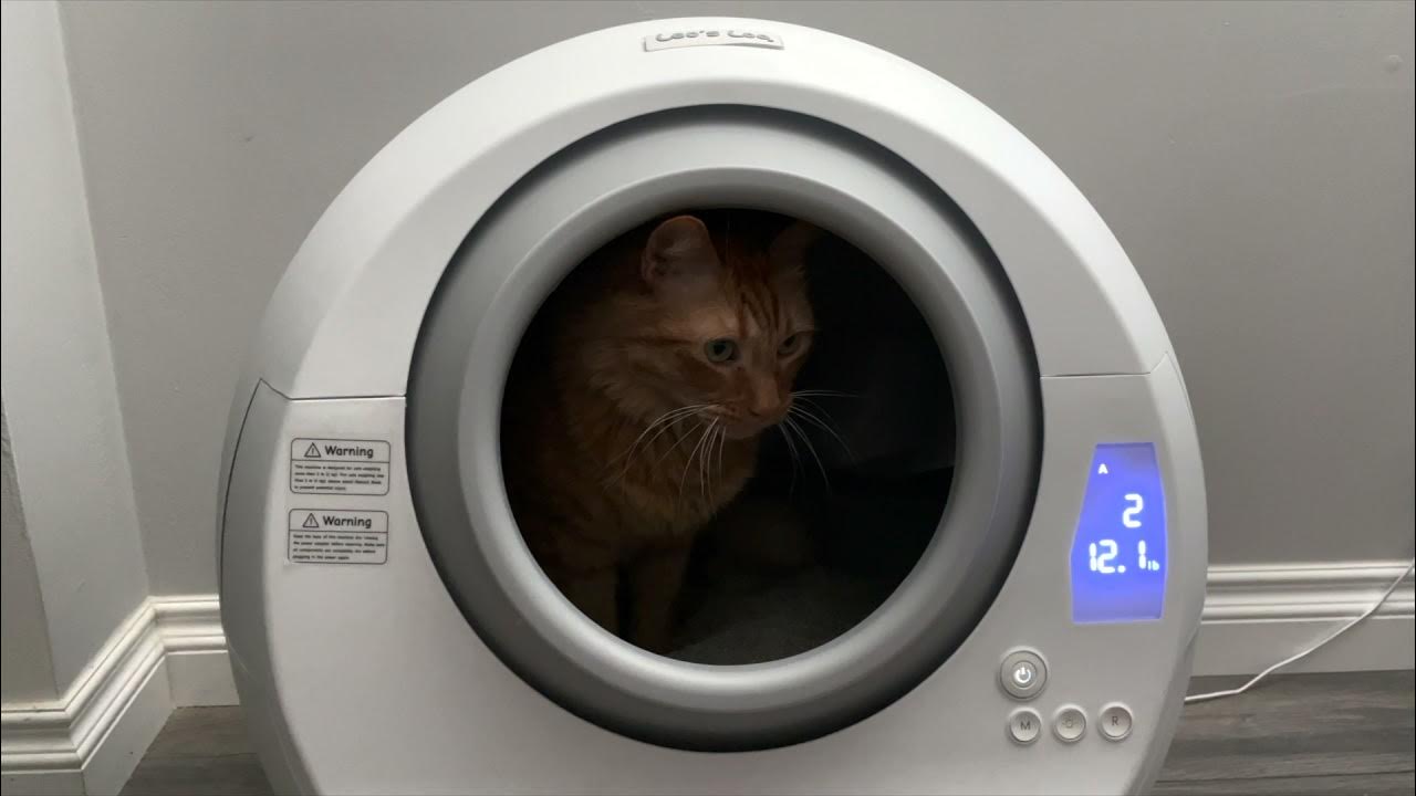Kermit's first Automatic SelfCleaning Litter Box Leo's Loo YouTube