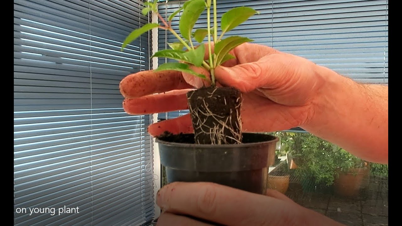 Potting on a young fuchsia plant YouTube